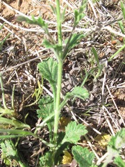 Verbena plicata