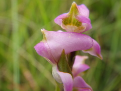 Disperis tysonii