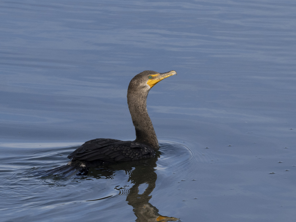 Double-crested Cormorant from Point Loma, San Diego, CA, USA on ...