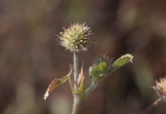 Trifolium microcephalum