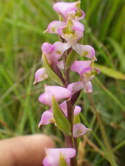 Disperis tysonii