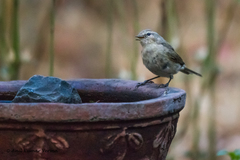 Phylloscopus griseolus