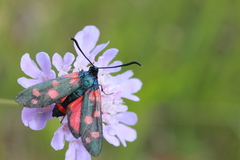 Zygaena ephialtes
