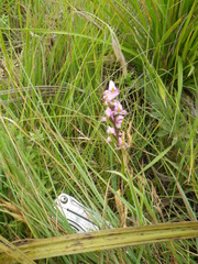 Disperis tysonii