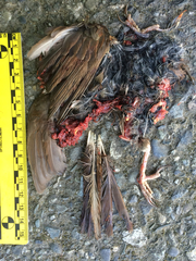 Passerella iliaca