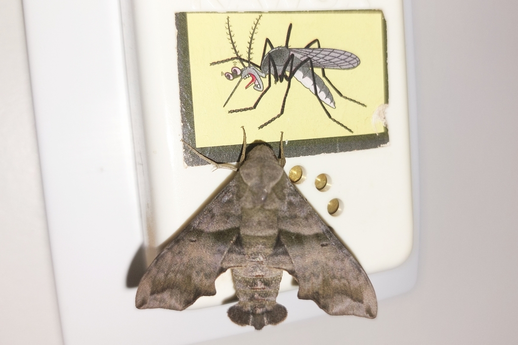 Perigonia pallida