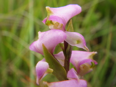 Disperis tysonii