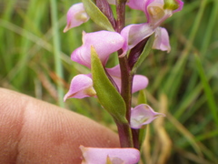 Disperis tysonii