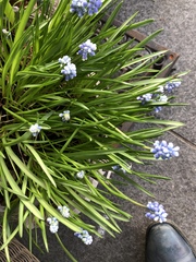 Muscari botryoides