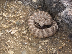 Crotalus tigris