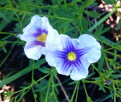 Nierembergia linariifolia