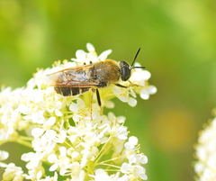 Stratiomys longicornis