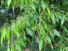 Nectandra