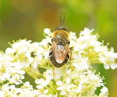 Stratiomys longicornis