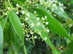 Nectandra