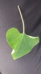 Brunnera macrophylla