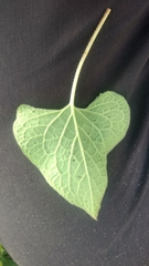 Brunnera macrophylla