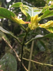 Palicourea anderssoniana