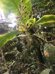 Palicourea anderssoniana