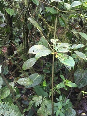Palicourea anderssoniana