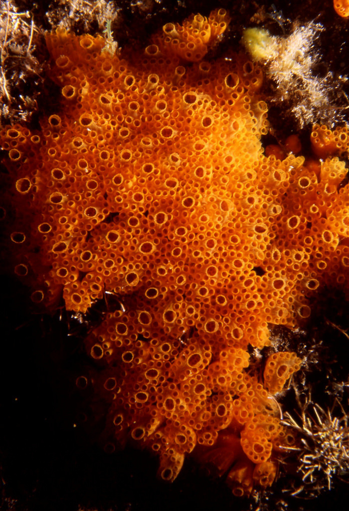 Button Tunicate