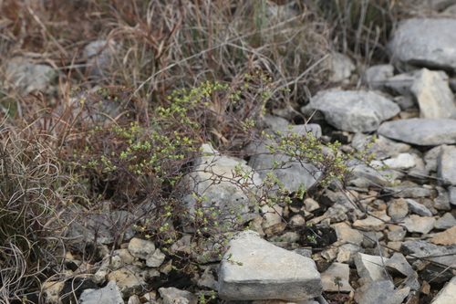 Lindheimer's nailwort (Paronychia lindheimeri)