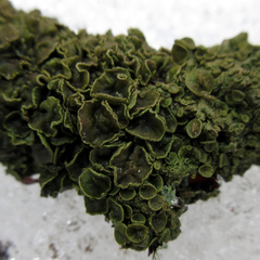 Melanohalea septentrionalis