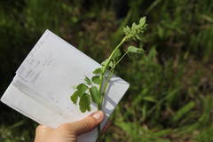 Thalictrum dasycarpum