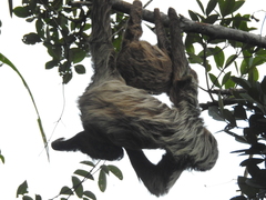 Choloepus didactylus