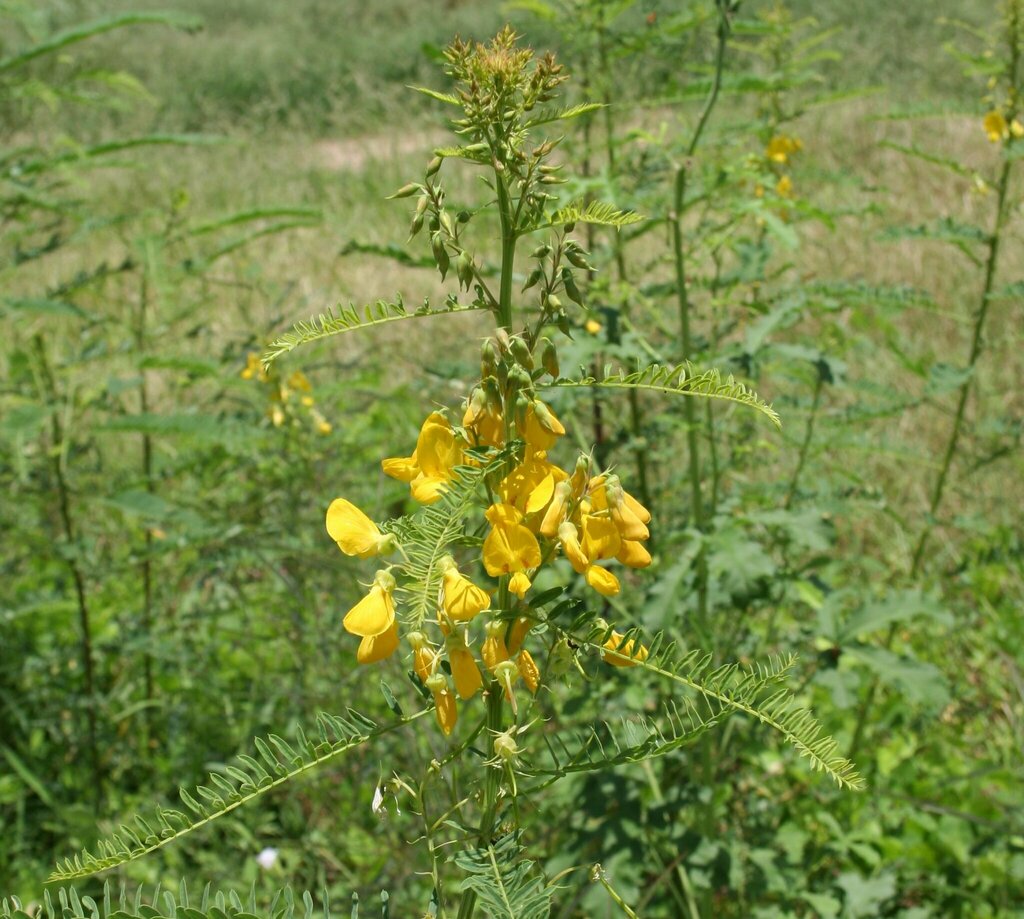 Sesbania simpliciuscula F.Muell. ex Benth. 2