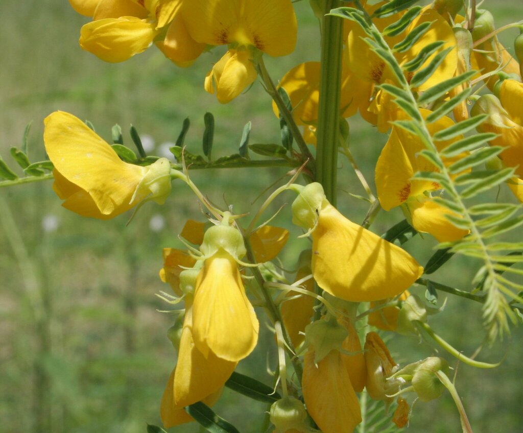 Sesbania simpliciuscula F.Muell. ex Benth. 4