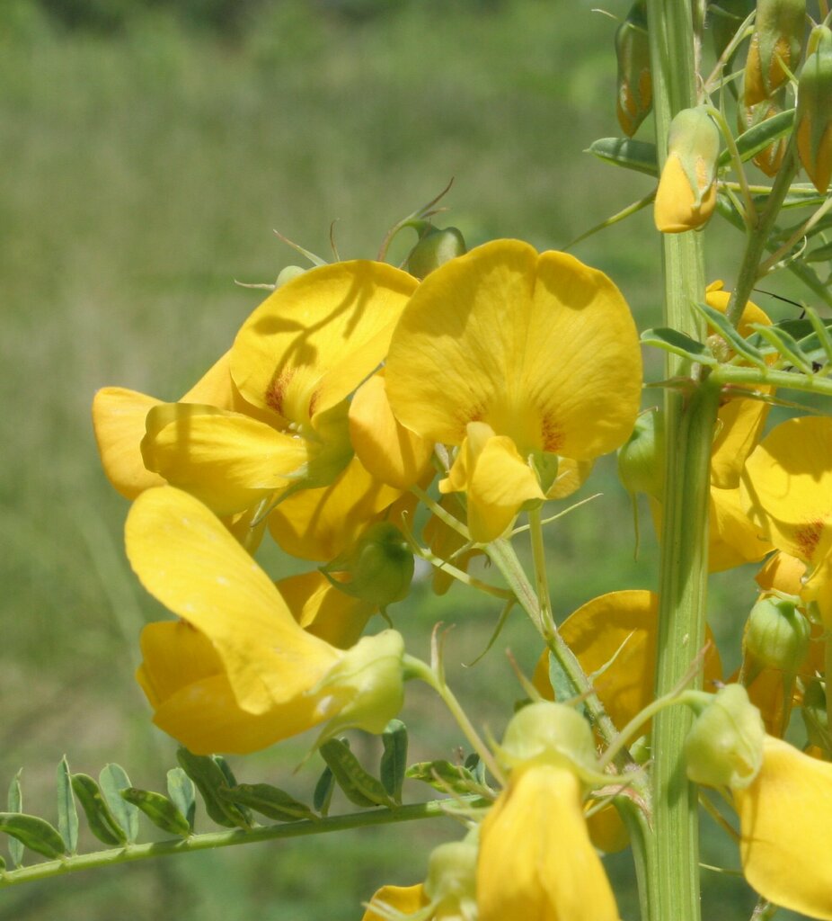 Sesbania simpliciuscula F.Muell. ex Benth.