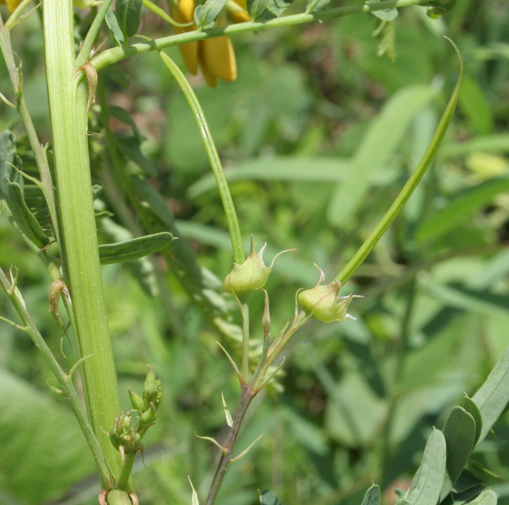 Sesbania simpliciuscula F.Muell. ex Benth. 3