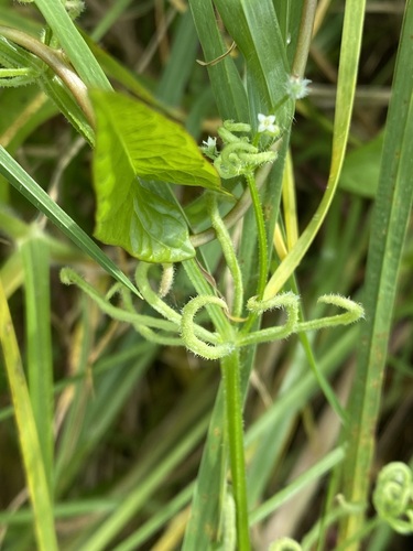 Galium gall mite, Mangawhai, New Zealand, photo 7 of 10