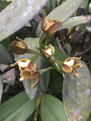 Prosthechea