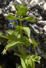 Lysimachia arvensis