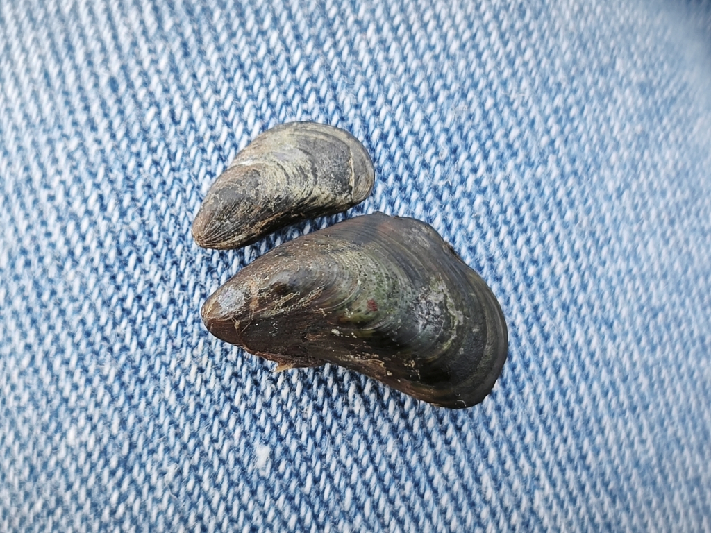 Golden Mussel from Haikou, CNHA, CN on December 24, 2023 at 0437 PM