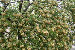 Crateva unilocularis