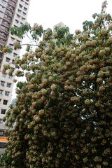 Crateva unilocularis