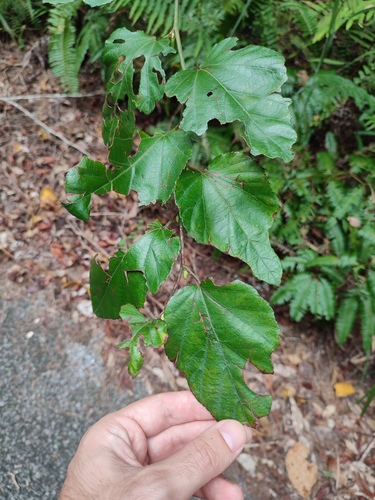 Rubus grayanus iNat (2)