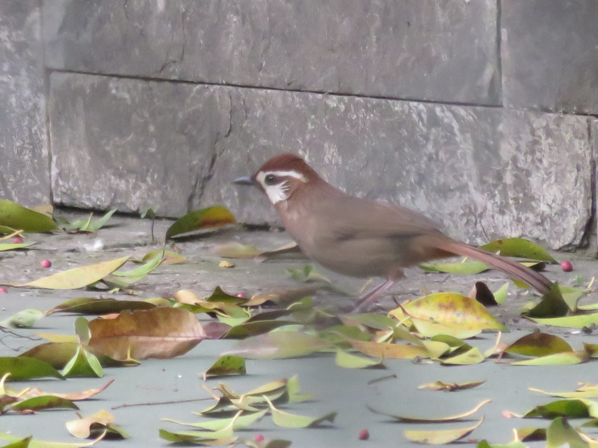 White-browed Laughingthrush