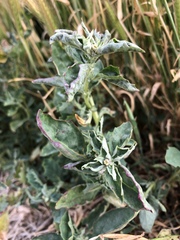 Atriplex suberecta