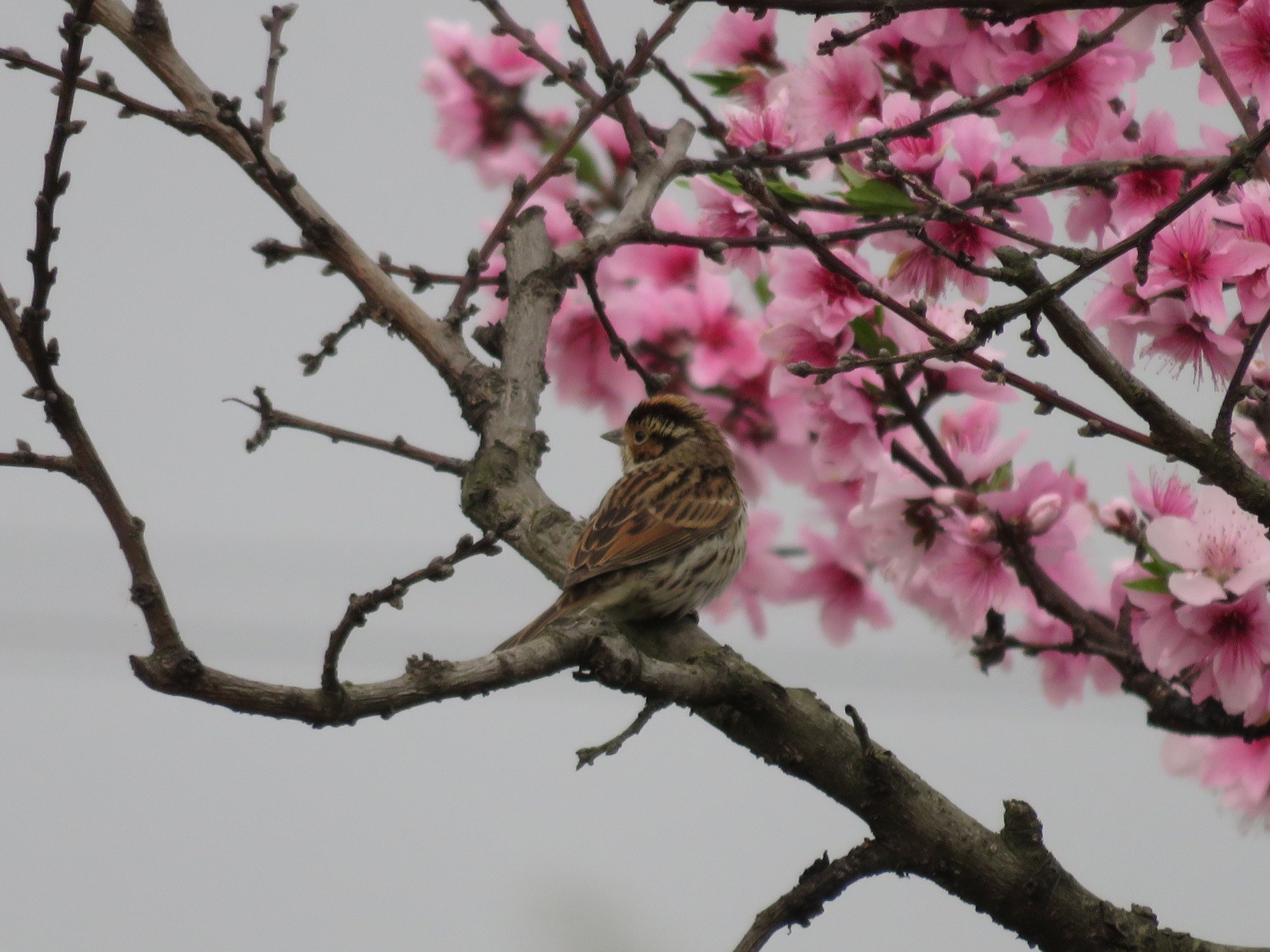 Little Bunting