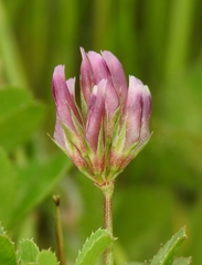 Trifolium gracilentum