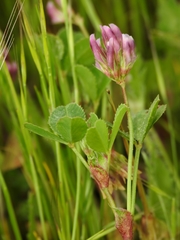 Trifolium gracilentum