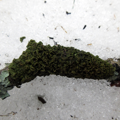 Melanohalea septentrionalis