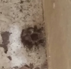 Cyrtopholis portoricae