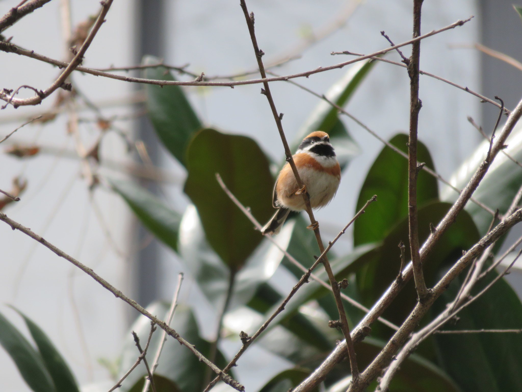 Black-throated Bushtit