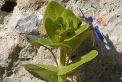 Lysimachia arvensis