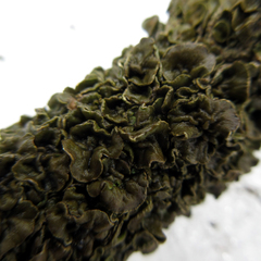 Melanohalea septentrionalis